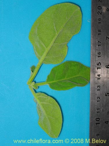 Imágen de Nicotiana solanifolia (Tabaco cimarrón). Haga un clic para aumentar parte de imágen.