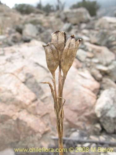 Image of Tigridia philippiana (). Click to enlarge parts of image.