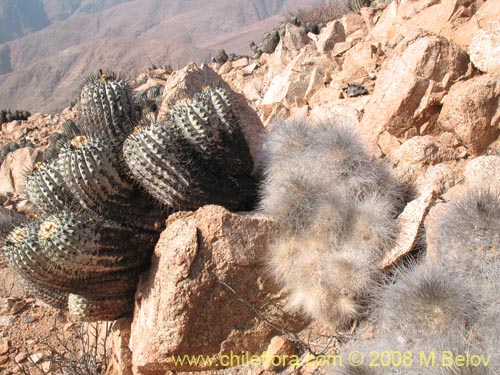 Copiapoa krainzianaの写真