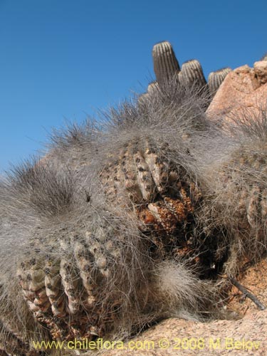 Copiapoa krainzianaの写真