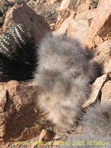 Copiapoa krainzianaの写真