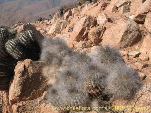 Copiapoa krainzianaの写真