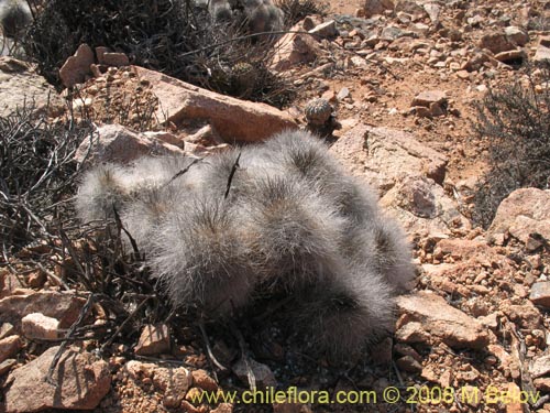 Copiapoa krainzianaの写真