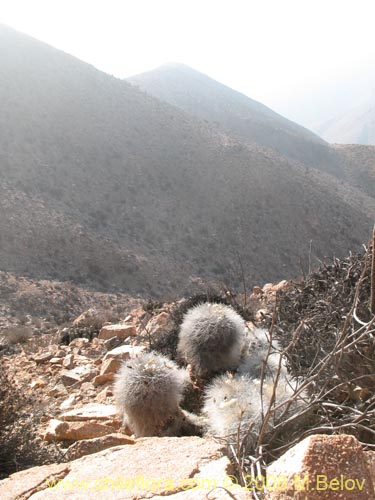 Copiapoa krainzianaの写真