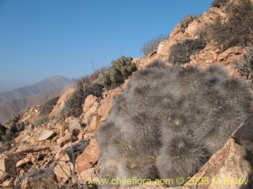 Copiapoa krainzianaの写真