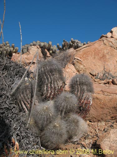 Copiapoa krainzianaの写真