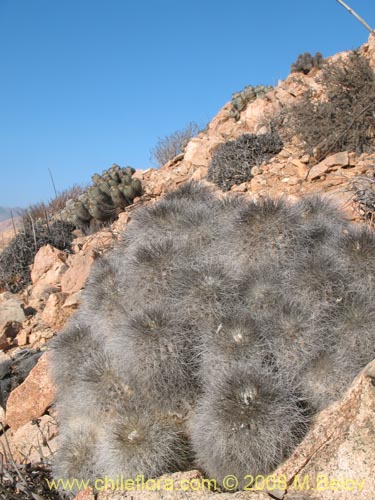 Copiapoa krainzianaの写真