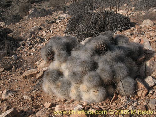Copiapoa krainzianaの写真
