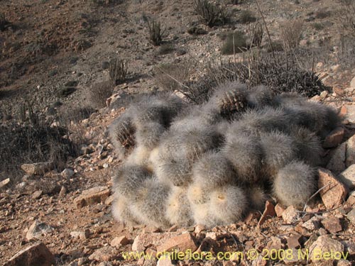 Copiapoa krainzianaの写真