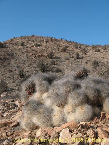 Copiapoa krainzianaの写真