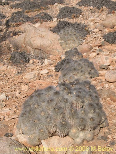 Copiapoa krainzianaの写真