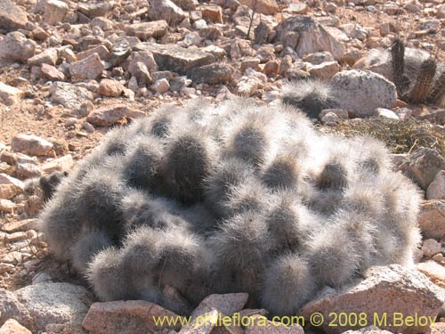 Copiapoa krainzianaの写真