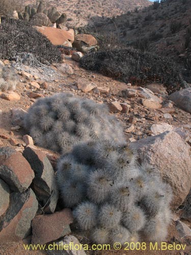 Copiapoa krainzianaの写真
