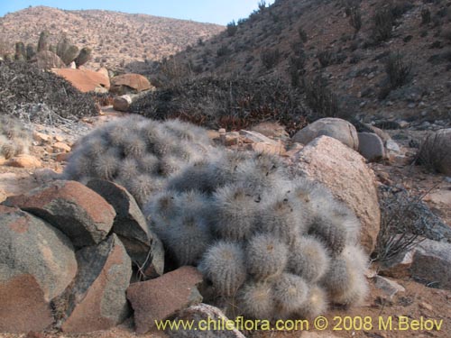 Copiapoa krainzianaの写真