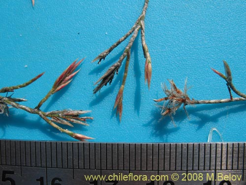 Bakerolimon plumosumの写真