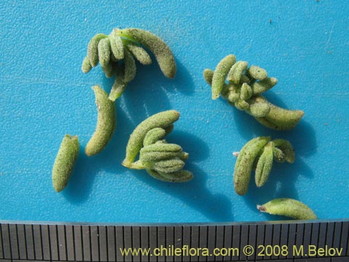 Bild von Heliotropium pycnophyllum (). Klicken Sie, um den Ausschnitt zu vergrössern.