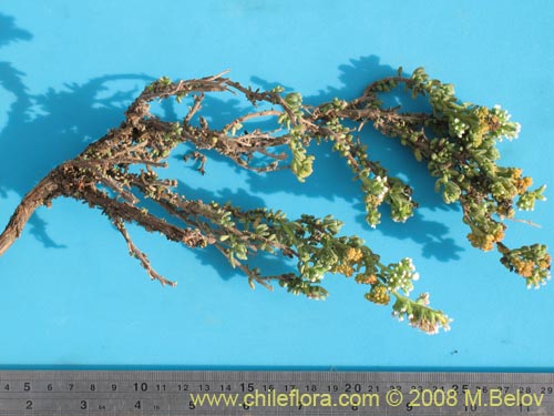 Bild von Heliotropium pycnophyllum (). Klicken Sie, um den Ausschnitt zu vergrössern.