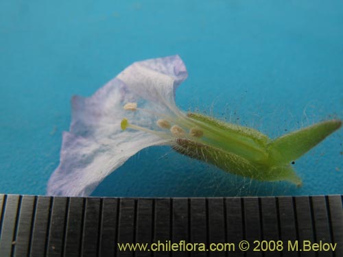 Imágen de Nolana aplocaryoides (). Haga un clic para aumentar parte de imágen.