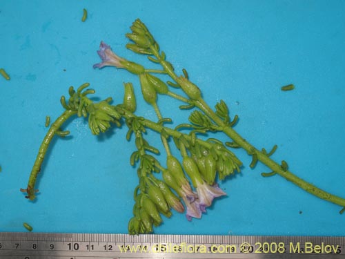 Bild von Nolana salsoloides (). Klicken Sie, um den Ausschnitt zu vergrössern.