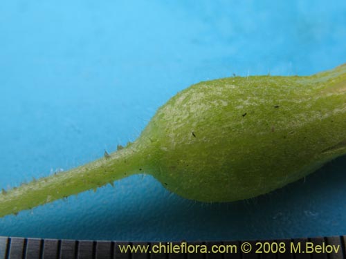 Bild von Nolana salsoloides (). Klicken Sie, um den Ausschnitt zu vergrössern.