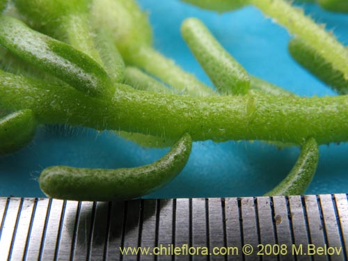 Bild von Nolana salsoloides (). Klicken Sie, um den Ausschnitt zu vergrössern.