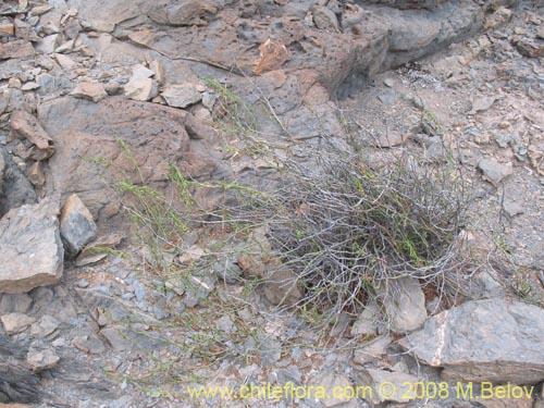 Image of Cynanchum viride (). Click to enlarge parts of image.