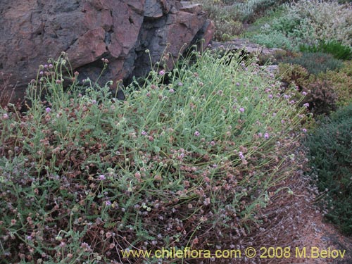 Bild von Polyachyrus sp. #1419 (). Klicken Sie, um den Ausschnitt zu vergrössern.