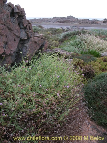 Image of Polyachyrus sp. #1419 (). Click to enlarge parts of image.