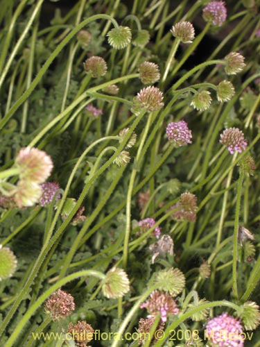 Image of Polyachyrus sp. #1419 (). Click to enlarge parts of image.