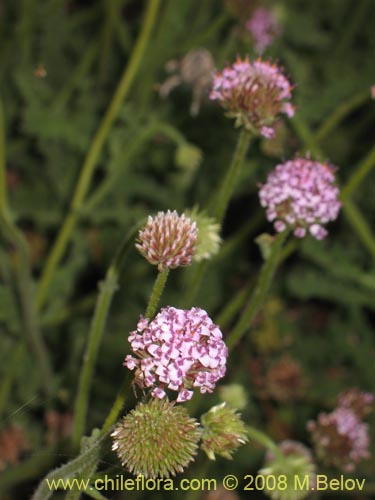 Bild von Polyachyrus sp. #1419 (). Klicken Sie, um den Ausschnitt zu vergrössern.
