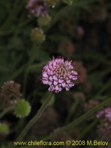 Image of Polyachyrus sp. #1419 (). Click to enlarge parts of image.
