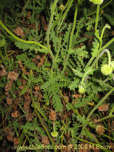 Image of Polyachyrus sp. #1419 (). Click to enlarge parts of image.