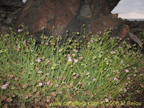 Bild von Polyachyrus sp. #1419 (). Klicken Sie, um den Ausschnitt zu vergrössern.