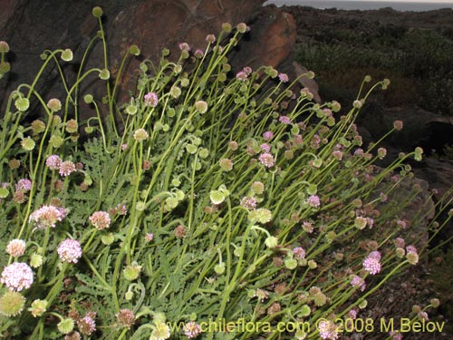 Bild von Polyachyrus sp. #1419 (). Klicken Sie, um den Ausschnitt zu vergrössern.