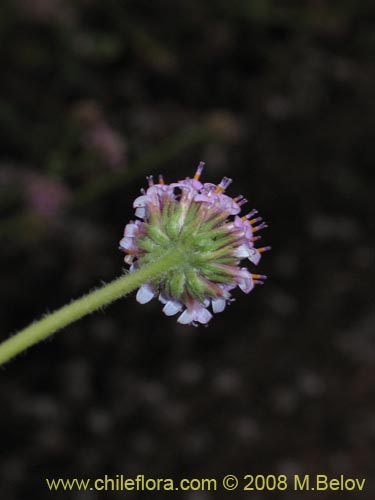 Bild von Polyachyrus sp. #1419 (). Klicken Sie, um den Ausschnitt zu vergrössern.