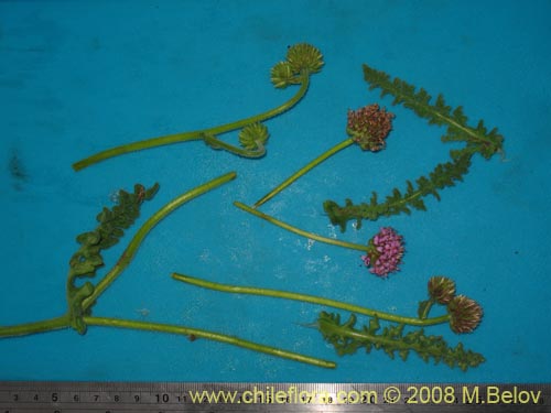 Bild von Polyachyrus sp. #1419 (). Klicken Sie, um den Ausschnitt zu vergrössern.