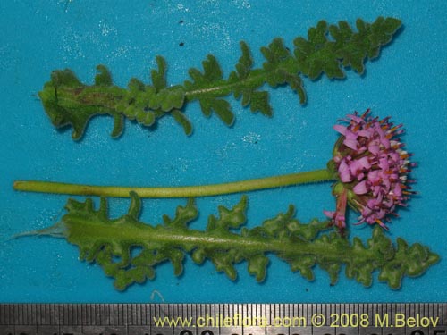 Bild von Polyachyrus sp. #1419 (). Klicken Sie, um den Ausschnitt zu vergrössern.