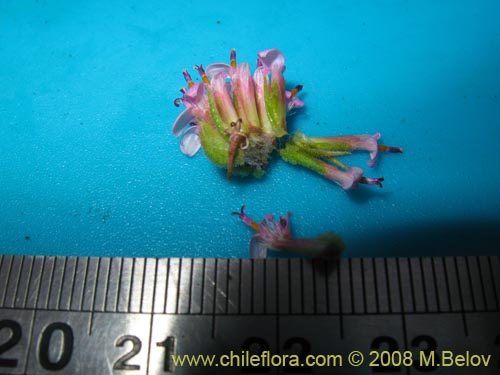 Bild von Polyachyrus sp. #1419 (). Klicken Sie, um den Ausschnitt zu vergrössern.