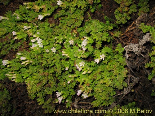 Bild von Nolana salsoloides (). Klicken Sie, um den Ausschnitt zu vergrössern.