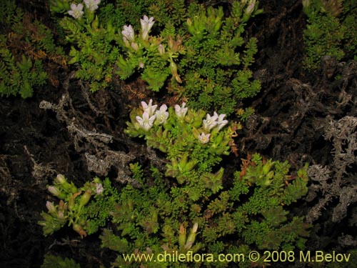 Bild von Nolana salsoloides (). Klicken Sie, um den Ausschnitt zu vergrössern.