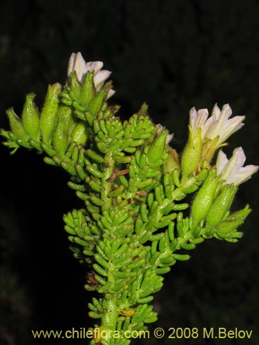 Bild von Nolana salsoloides (). Klicken Sie, um den Ausschnitt zu vergrössern.