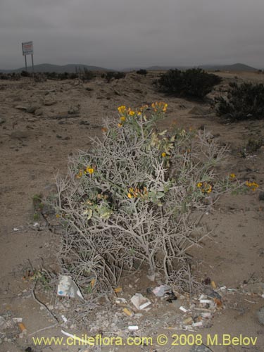 Imágen de Adesmia sp. #1441 (). Haga un clic para aumentar parte de imágen.