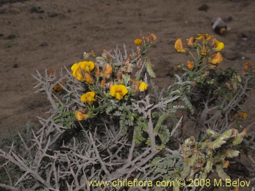 Фотография Adesmia sp. #1441 (). Щелкните, чтобы увеличить вырез.