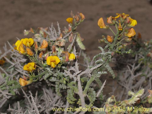Imágen de Adesmia sp. #1441 (). Haga un clic para aumentar parte de imágen.