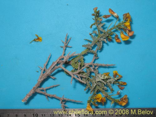 Imágen de Adesmia sp. #1441 (). Haga un clic para aumentar parte de imágen.