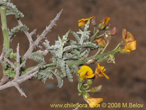 Imágen de Adesmia sp. #1441 (). Haga un clic para aumentar parte de imágen.