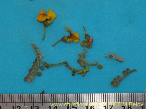 Bild von Adesmia sp. #1441 (). Klicken Sie, um den Ausschnitt zu vergrössern.