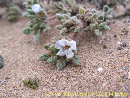 Tiquilia litoralisの写真