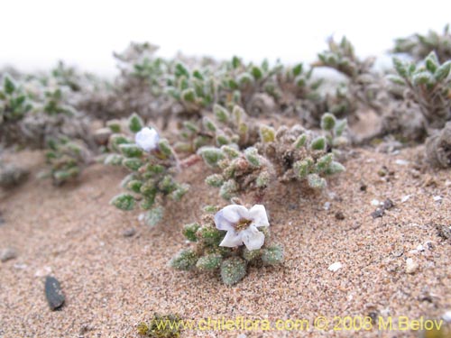 Tiquilia litoralisの写真