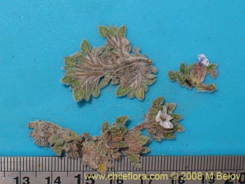 Tiquilia litoralisの写真